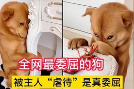 600万粉丝网红狗被虐，主人扬言被封号就杀狗，令人毛骨悚然图片
