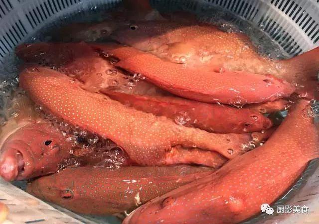 40头的花胶是几级 2025年花胶40头是什么意思?