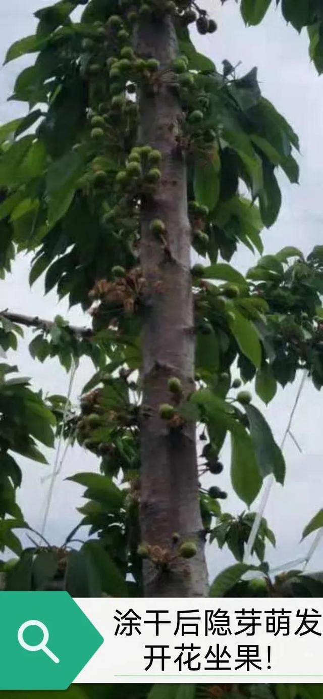 氨基酸营养液涂干究竟是坑还是金？