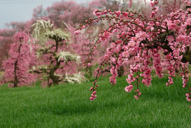 焕新待放！贵州梅园1月24日开园