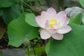 《诗书画艺术》小组每日二联（第72期）图片
