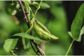 九一八和珍珠港的爆炸，是中国大豆的哀歌，埋下中美大豆战的伏笔图片