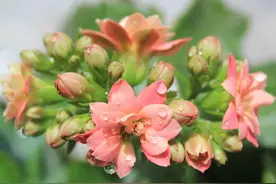 最新：人生应该划分为五个大的阶段图片