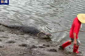 广东一地鳄鱼暴雨中出逃！已抓回36条图片