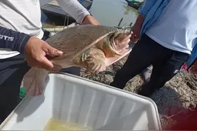 江苏渔民把入侵物种当普通甲鱼放生，官方紧急抓捕，危害有多大？图片