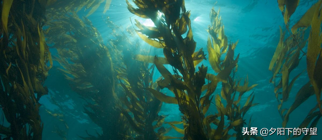 植物生物刺激素的常见分类，你都知道吗？