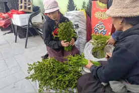 野菜飘香！那些年我们吃过的野菜图片