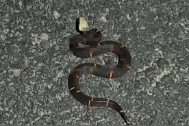 罕见！十堰路边发现40厘米剧毒蛇，武当山仅出现3次，竟无人敢养图片