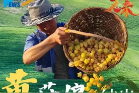 黄菇娘结出“富裕果”图片
