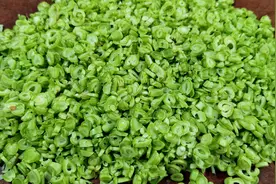 入伏后，韭菜、白菜靠边站，这菜抓紧吃，鲜嫩营养，蒸包子吃真香图片