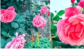 玫瑰花花语和寓意 红玫瑰花送爱人和恋人 粉玫瑰花代表美好的初恋图片