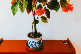 竹节海棠养护全攻略，方法得当，才能开花爆盆，及时复花图片