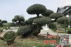 郧阳区千年油橄榄首次开花结果，鄂西北首例图片