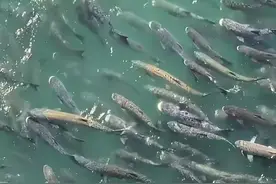 长江鳡鱼泛滥成灾，十几斤大草鱼躲进浅滩逃难，网友：该除害了！图片