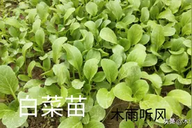 如何种植秋白菜？掌握四点，更有利于白菜生长图片