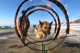 从呆萌可爱到勇猛机智，看军犬是怎样炼成的！图片