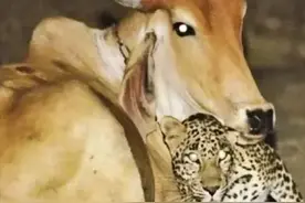 花豹每夜与牛相会，亲密到天亮才离去！猛兽还能和食物建立感情？图片