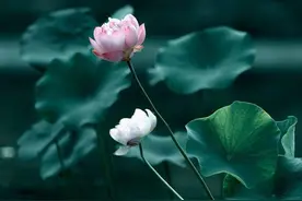 荷花十里，清风鉴水，明月天衣图片