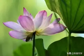 天气预报：今年三伏雨水多少，热不热？六月十八“头伏”有预兆图片