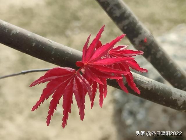 （情感美文）记忆深处的一块糖