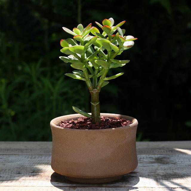 什么花出胶 2025年请问什么花