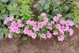 闭门觅句陈无己，对客挥毫秦少游图片