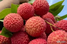 市面上的荔枝品种主要有哪些呢？系列之（一）图片