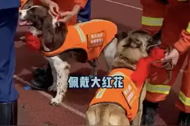 【看哭！退役搜救犬扒着训导员求抱抱】图片