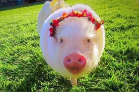 十二生肖各有一缺，也叫“十二缺”，你知道你的属相缺什么吗？图片