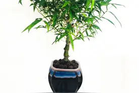 4种“神奇竹”，养在家里寓意好，招财进宝福寿健康，看你养了吗图片