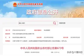 国审矮秆第一麦：百农607，国审编号“国审麦2023121”图片