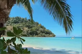 手机壁纸｜大海的卫士—椰子树图片