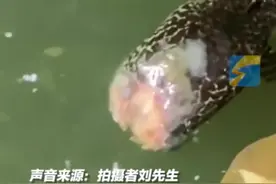 “无头鱼”在池塘顽强存活7天，喂养者：肉能再生，希望能把它治好图片