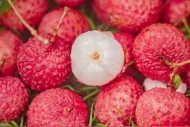 【实现荔枝自由】去从化南平认领一棵荔枝树！！图片