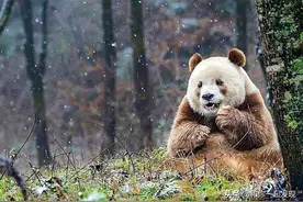 30年前，一位女士去露营，半夜听到奇怪的声音，拍下了这张照片图片