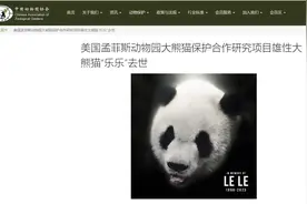 中美将联合调查大熊猫“乐乐”死因图片