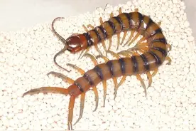 红头少棘蜈蚣怎么消灭干净图片