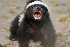 动物界的八大蠢货，让人怀疑都是怎么存活下来的图片