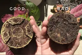 ​养花把控好三个点，植物再也不会烂根，轻松进阶老园丁图片