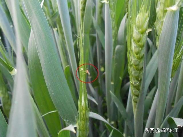 小麦灌浆期高产管理技术，冲刺小麦高产