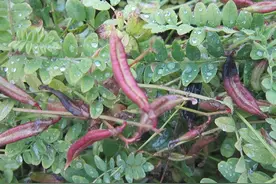 带你识别沙苑子图片