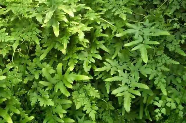 名贵药材种植头发图片 农村常见的排石藤,人称"生发草",煮水好处多