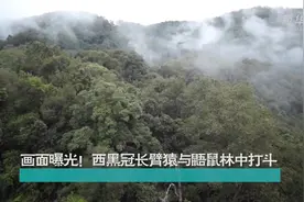 西黑冠长臂猿与鼯鼠激烈打斗谁是赢家？图片