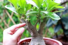 养沙漠玫瑰，有“3个”技巧，开半年花，朵朵又大又艳，比玫瑰美图片