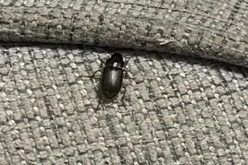 京津冀地区出现大量黑色虫，形似大蟑螂，会是灾害发生的预兆吗？图片