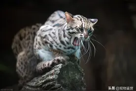 猫会说话吗？为什么要杀死会说话的猫图片