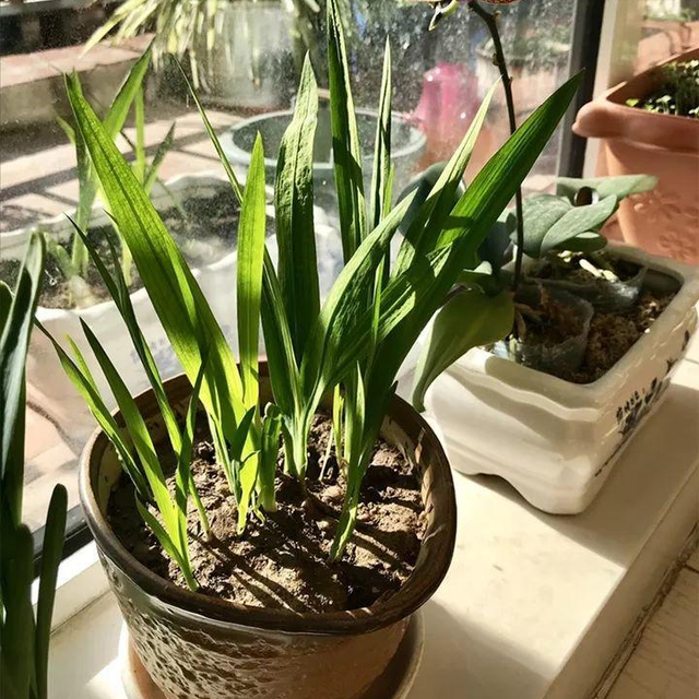 香雪兰种球种植方法(香雪兰种球种植方法图片)