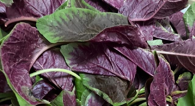 6月，荠菜、马齿笕靠边站！遇见这菜抓紧吃，蛋白质含量极高，鲜嫩好吃不上火