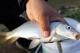 4种鱼已被列入“致癌名单”，多吃癌症找上门，卖鱼的从来不吃图片