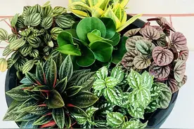 适合桌面上养的5种椒草，叶子美如画，耐阴又小巧图片